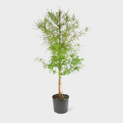 1pc Bald Cypress - National Plant Network