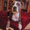 Big Barker 7" Orthopedic Dog Bed - Headrest Edition - 4 of 4