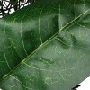 National Tree Company 6 ft. North Valley Spruce Magnolia Flower Garland - 4 of 4
