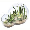 Unique Gardener: Desert Escape Growarium - DIY Cactus & Succulent Terrarium Kit - 2 of 4