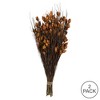Vickerman 15-20" Natural Bell Grass with Seed Pods, Preserved - 4 of 4