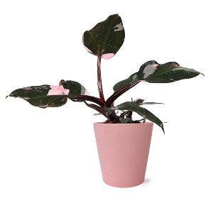Live 5" Pink Princess (Philo) Houseplant in Pink Planter - 1 of 4