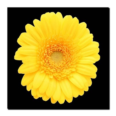 14" x 14" Yellow Gerber Daisy by Anonymous - Trademark Fine Art