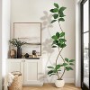 Real Touch Artificial Rubber Tree in White Resin Planter w/Decorative Stones - Faux Fiddle Leaf Style, Tall Indoor Floor Plant for Home Decor - 2 of 4