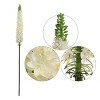 Floral Home 47" Cream Foxtail Spray - 6-Piece - 2 of 3