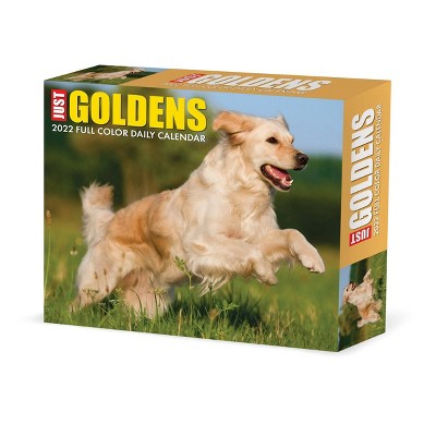 2022 Box Calendar Just Goldens - Willow Creek Press