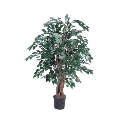 Sakaki Ficus Extra Full Bush on three or more Dragonwood Trunks with Black Plastic Pot (48")