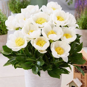 Van Zyverden 1ct Root Patio Peonies White Dublin For Containers - 1 of 4