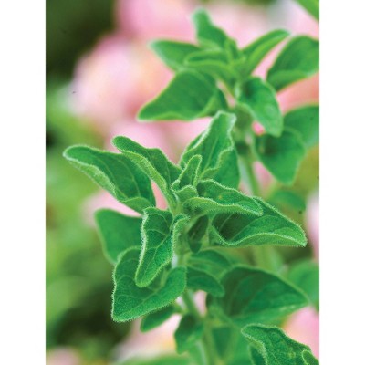 Burpee Greek Oregano Seeds - Thumbnail 2