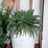 Floral Home 48" Boston Fern with 88 Lush Fronds - 2-Piece - 4 of 4