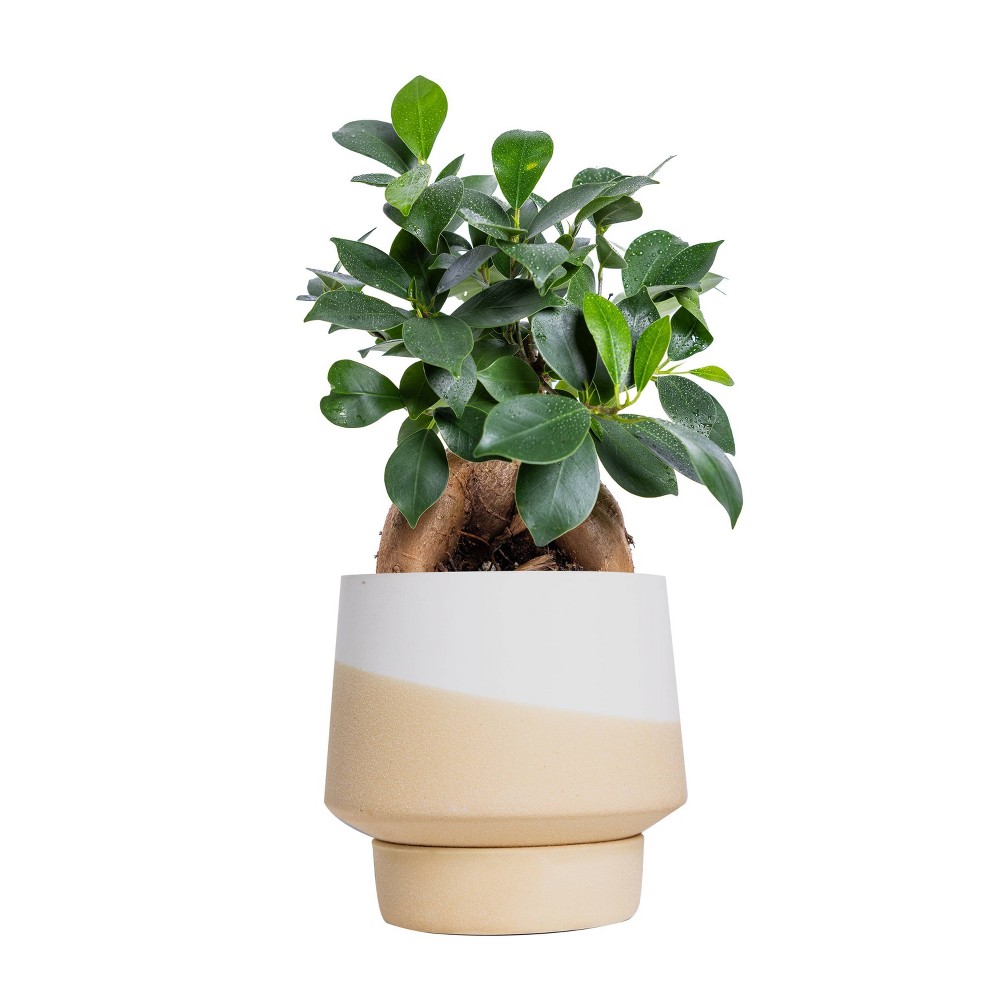 Live 4 Ficus Ginseng Houseplant in Oslo Planter