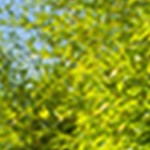 gray rattan + light blue cushion