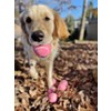 Midlee Pink Happy Birthday Dog Tennis Balls - 3 of 4
