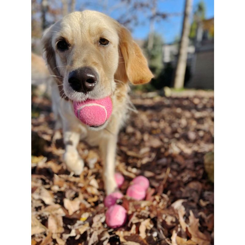 Midlee Pink Happy Birthday Dog Tennis Balls, 3 of 10