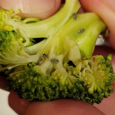 Organic Steam-in-bag Broccoli Florets - 9oz - Good & Gather™ : Target