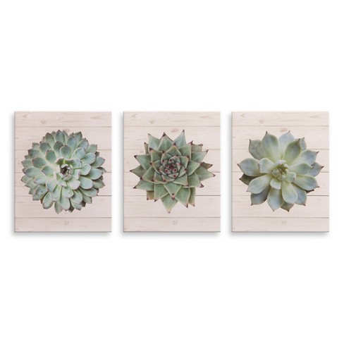 Leaves of Succulent Plants Gallery Wall26 Canvas Art Wall Decor 16" x 24' 
