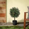 National Tree Company 24" Pre-Lit Boxwood Single Ball Topiary in Nursery Pot Artificial Tree: Faux Plant Decor, No Assembly Required - image 2 of 3