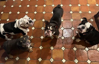 Guest review image 1 of 1, zoom in