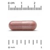 LactoBif Probiotics, Cran-Max, 25 Billion CFU, Cranberry Concentrate with Bio-Shield 8 Active & Clinically Researched Probiotic Strains, Individually - 3 of 3