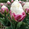 Touch Of ECO Double Scoop Ice Cream Tulip Flower Bulbs - image 2 of 4