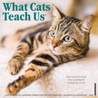 2022 Wall Calendar What Cats Teach Us - Willow Creek Press