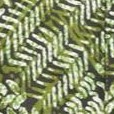 olive drab  animal