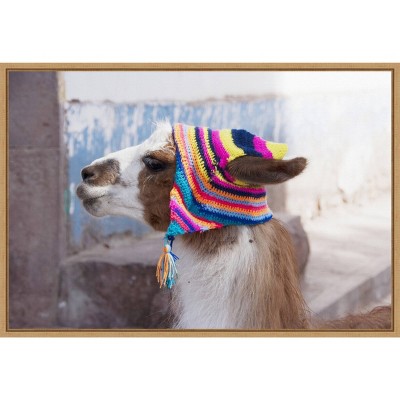 23" x 16" Llama with Colorful Hat by Jutta Riegel Danita Delimont Framed Canvas Wall Art - Amanti Art