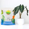 Soil Sunrise Elephant Ear Potting Soil Mix, Colocasia Esculenta Potted Plant Blend - 2 of 4
