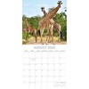 2026 Square Wall Calendar, Safari, 16-Month Natural World Theme with 180 Reminder Stickers (12x12 In) - 3 of 4