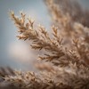14"H Sullivans Pampas Grass Bush Bundles Set of 2, Brown - 2 of 3