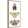 Amanti Art Moth Fairies I by Grace Popp Canvas Wall Art Print Framed 14 x 27-in. - 3 of 4