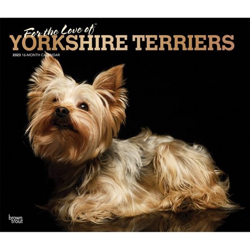 are yorkshire terriers loving