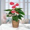 Green Circle Growers 5" Pink Anthurium Houseplant Seagrass Planter - 3 of 4