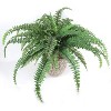 Floral Home 48" Wide Boston Fern with 48 Fronds - 1-Piece - 4 of 4
