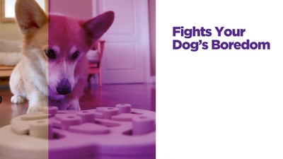 NIna Ottoson by Outward Hound — Dog Smart Strategy Game