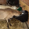 Little Giant 20 Quart Durable Plastic Flat Back Livestock Feed Bucket with Animal Accommodating Angular Design, Black (4 Pack) - 4 of 4