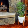 Mosser Lee Natural Green Sheet Moss, Ideal for Houseplants and Crafts, 325 sq in - 3 of 3