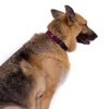 Country Brook Petz Deluxe Nylon Dog Collar and Leash - 2 of 4