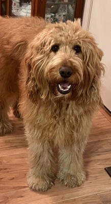 Guest review image 1 of 1, zoom in