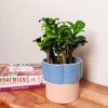 Live 4" Zenzi ZZ Potted Houseplant - 2 of 4