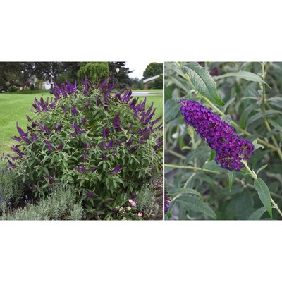 4" Buddleia 'Dark Dynasty' 3pc - National Plant Network
