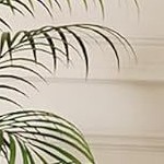 white against wood color