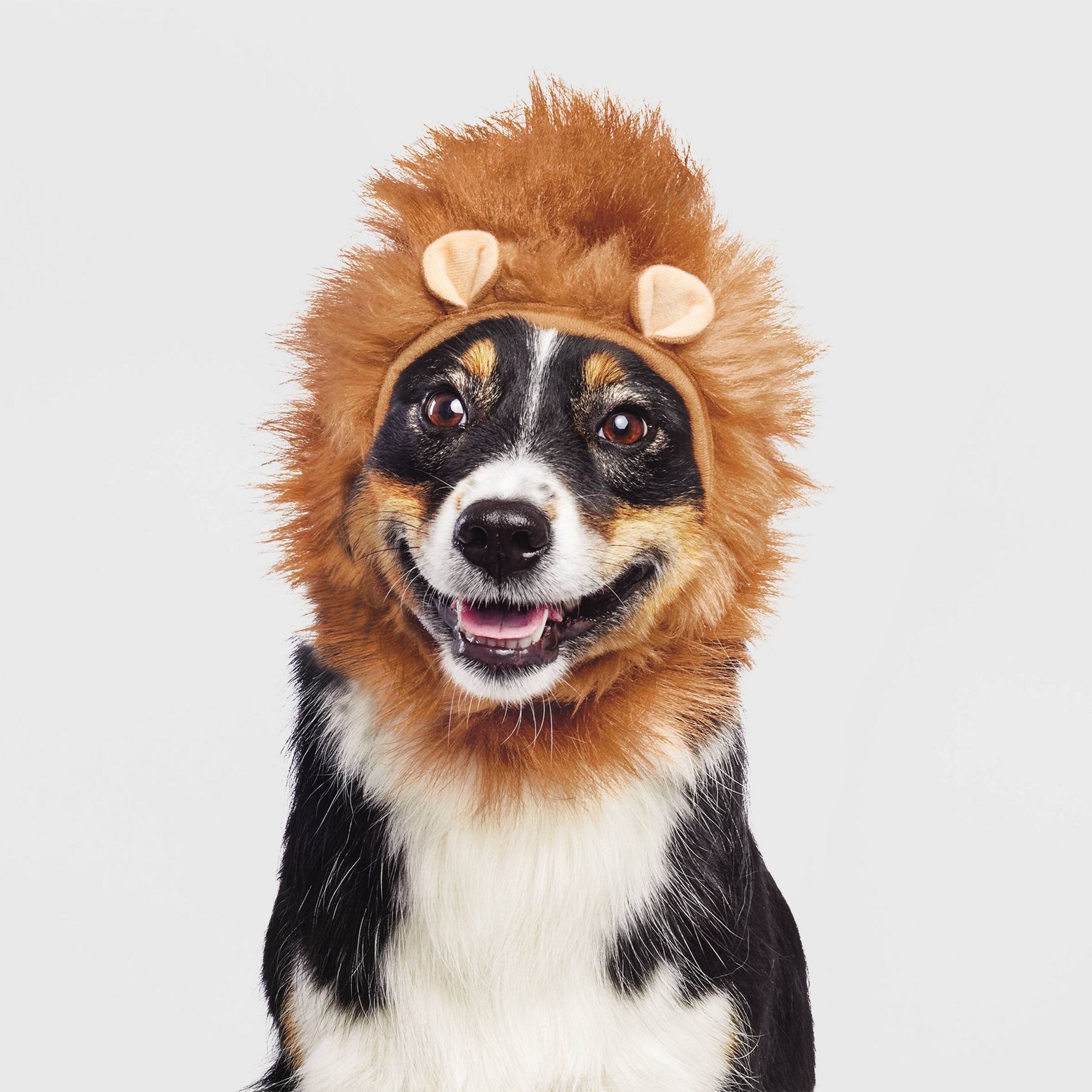 Lion Halloween Dog and Cat Headwear - Boots & Barkley™