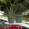 Bloem Ariana Round Resin Planter Pot Indoor and Outdoor Gardening - 2 of 4