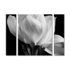 Michael Harrison 'Gardenia' Floating Brushed Aluminum Art - 2 of 3