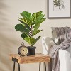NicBex Artificial Tree Faux Plants 2.1FT Artificial Fiddle Leaf Fig Tree Indoor with Natural Wood Trunk, Room Decor for Home, Porch - 3 of 4