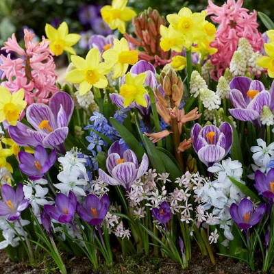 Set of 100 Bulbs Spring Time Favorite's Cottage Garden - Van Zyverden