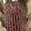 Vickerman Banksia Menziesii, Dried - image 3 of 4