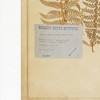 Plum & Post Framed Vintage Fern Prints, Set Of 8 - 4 of 4