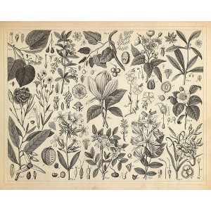 Poster Master Cultivated Ornamental Plants - 1 of 2